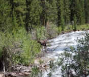 MontanaMoose2013 011